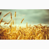Семена пшеницы озимой : Донская Лира, Магия, Миссия, Дон Стар, Губернатор Дона