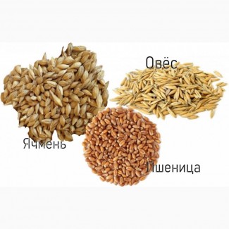 Пшеница, ячмень (оптовые закупки)