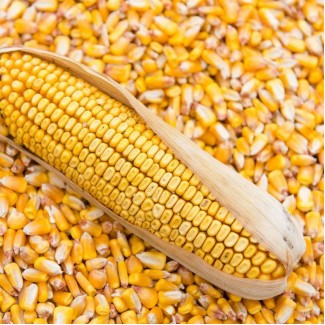Семена кукурузы (РОСС 130-140-199, Краснодарский 194, Катерина)