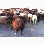 Овцы эдильбаевской породы живым весом