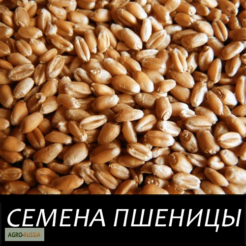 Продам семена яровой пшеницы ТАСОС,  семена яровой пшеницы ТАСОС .