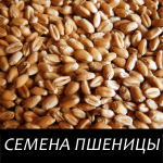 Семена яровой пшеницы ТАСОС (Репродукция Элита)