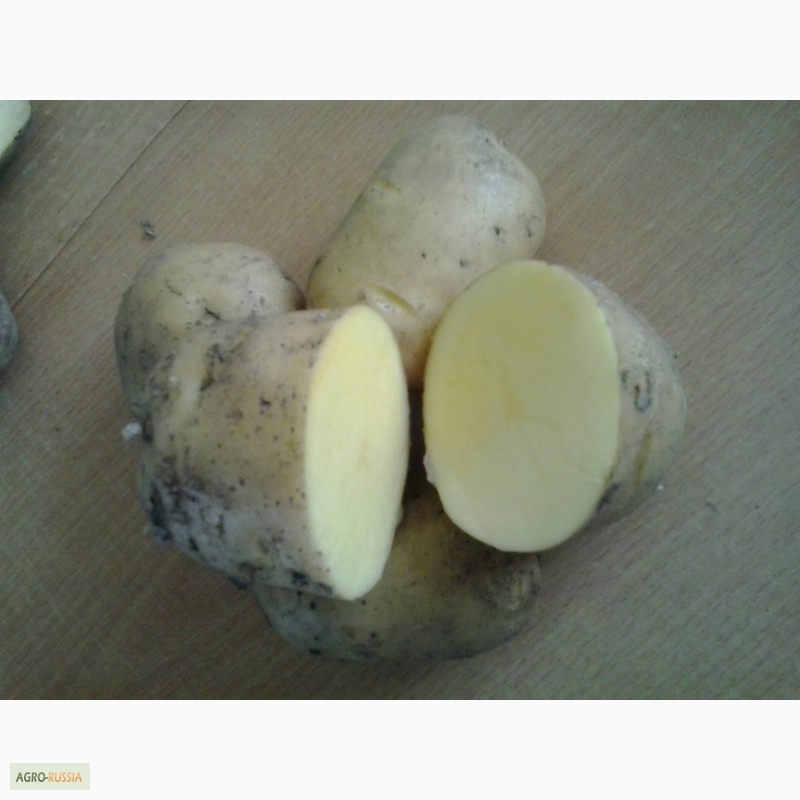 Картофель оптом сорт Ароза, Зекура