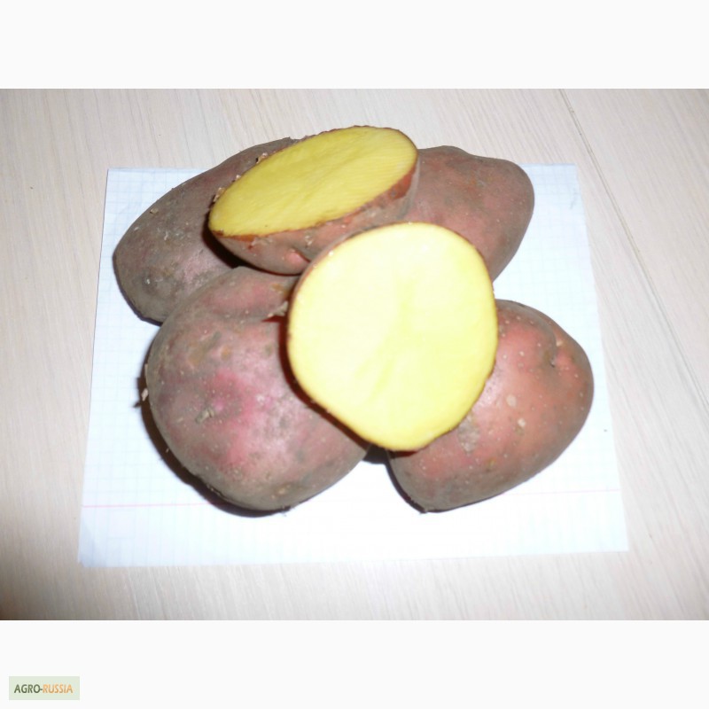 Фото 2. Картофель оптом сорт Ароза, Зекура