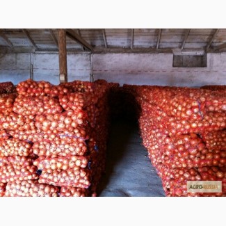 Продаем лук оптом от производителя Беларусь