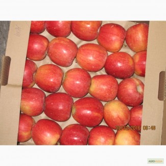 ООО Сад-Гигант продает Российские яблоки