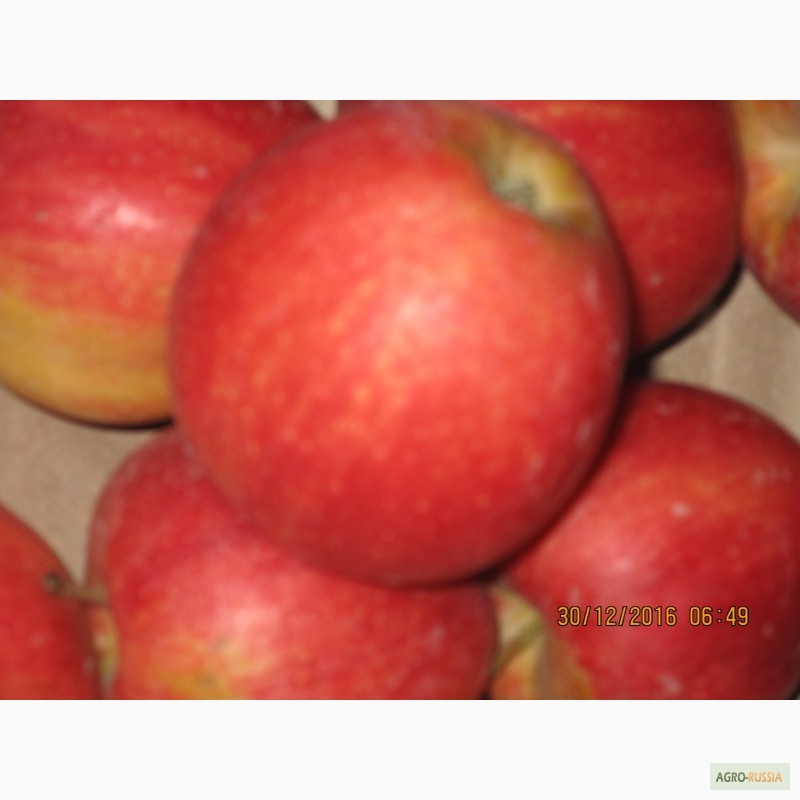 Фото 2. ООО Сад-Гигант продает Российские яблоки