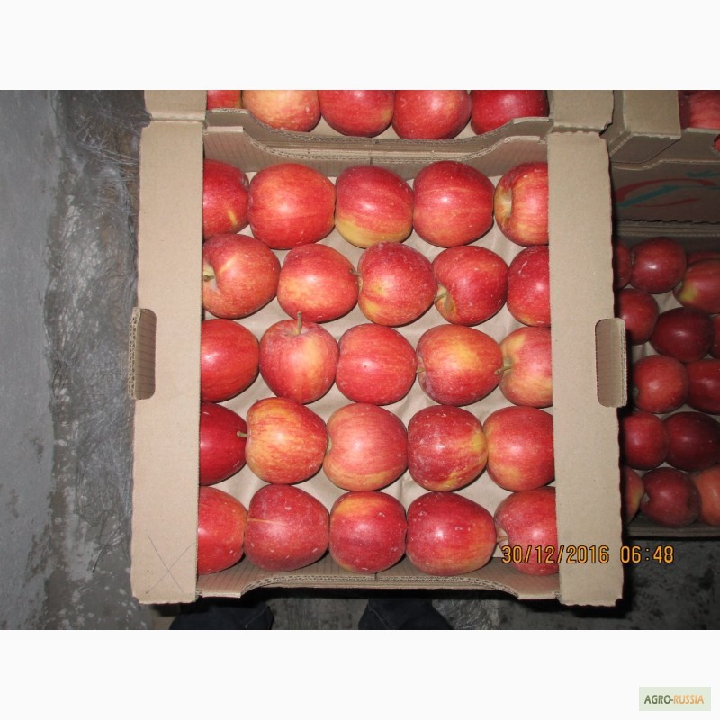 Фото 3. ООО Сад-Гигант продает Российские яблоки
