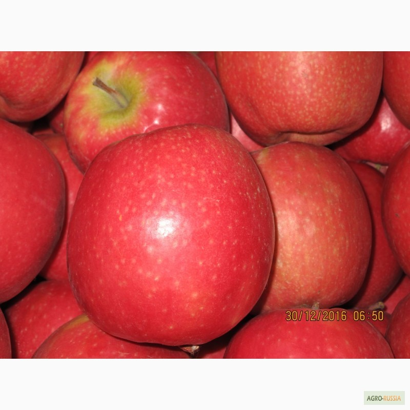 Фото 5. ООО Сад-Гигант продает Российские яблоки