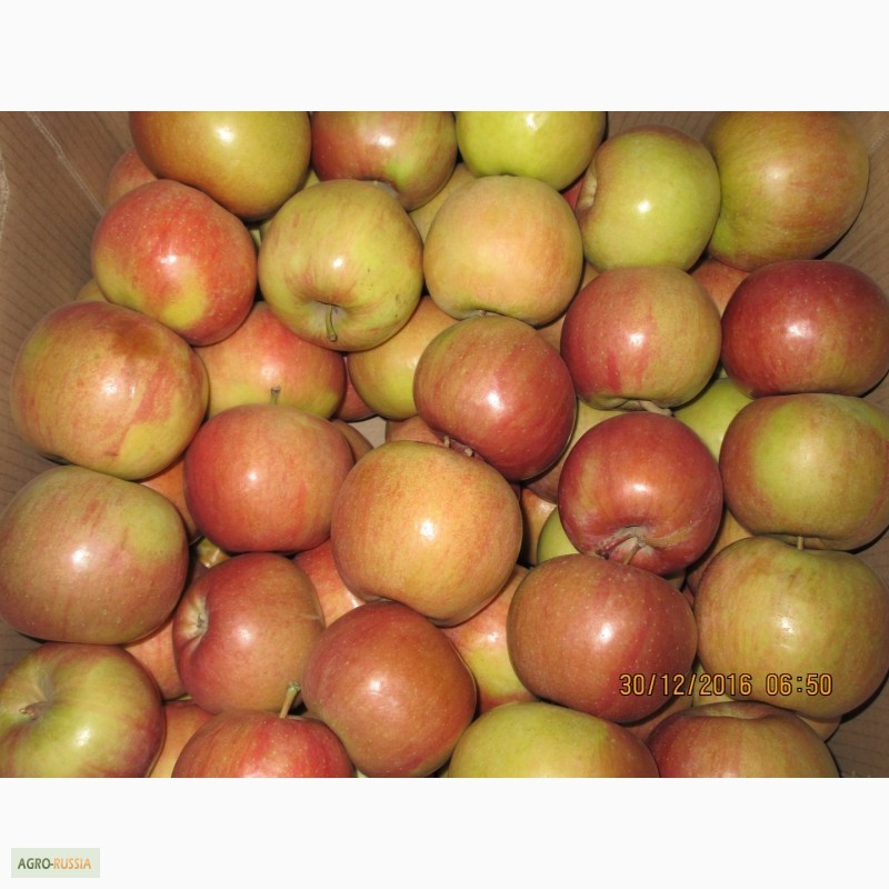 Фото 6. ООО Сад-Гигант продает Российские яблоки