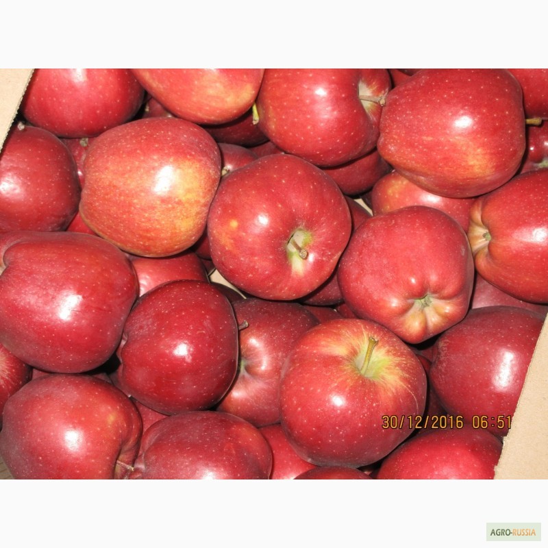 Фото 7. ООО Сад-Гигант продает Российские яблоки