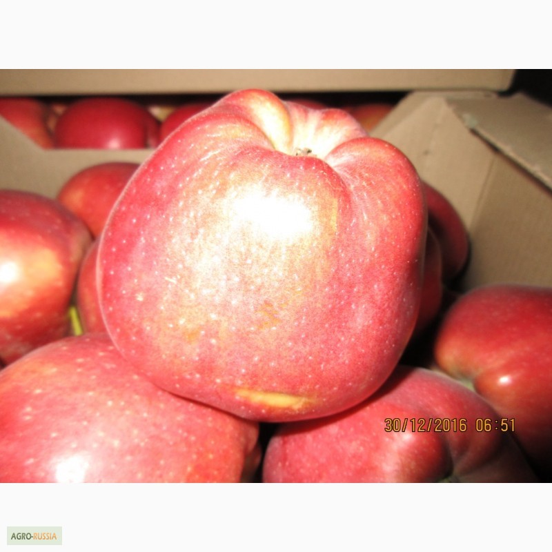 Фото 8. ООО Сад-Гигант продает Российские яблоки