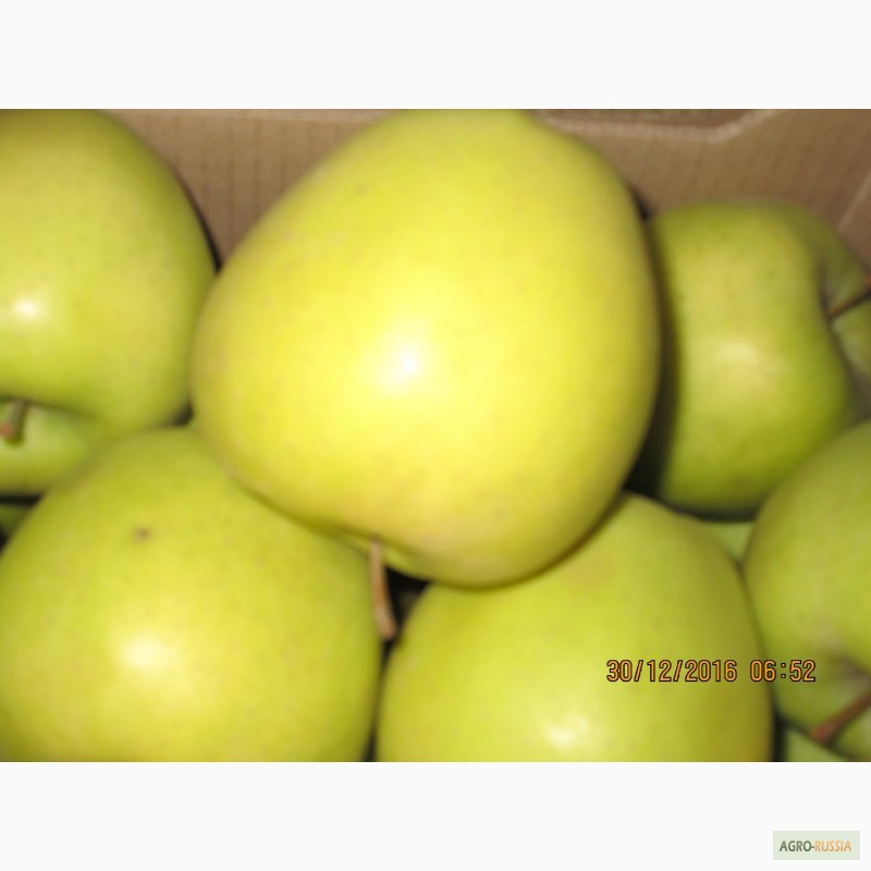 Фото 9. ООО Сад-Гигант продает Российские яблоки