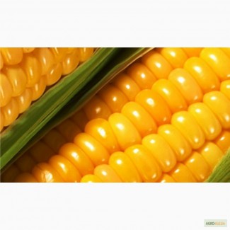 Cемена кукурузы от производителя
