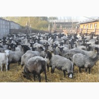 Племенные ярки (овцы) романовской породы