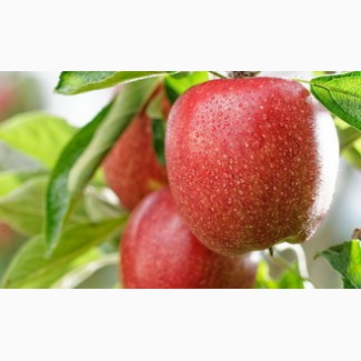 Куплю яблоки калибр 55-60