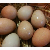 Инкубационное яйцо Цесарки
