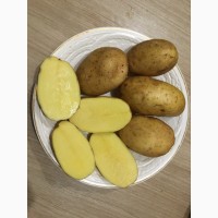Продаём продовольственный картофель оптом от фермера