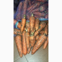 Морковь оптом от производителя от 11 р/кг (ИП Глава КФХ Аветисян М.Ж.), 8961-266-21-62