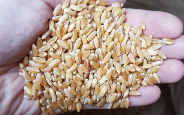 Продам/ семена пшеницы трансгенный сорт Канадская элита .