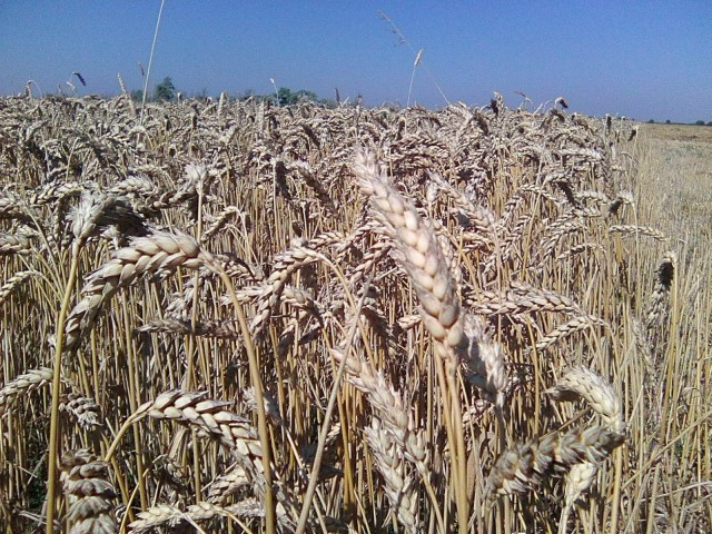 Фото 2. Семена пшеницы трансгенный сорт Канадская элита