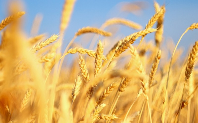 Фото 3. Семена пшеницы трансгенный сорт Канадская элита