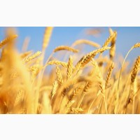 Семена пшеницы трансгенный сорт Канадская элита