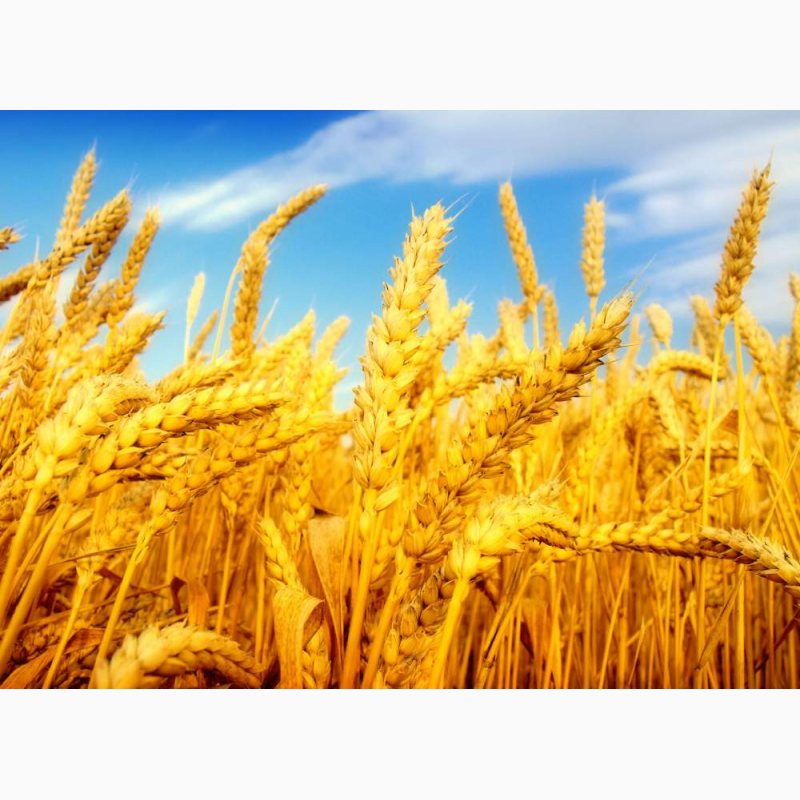 Фото 4. Семена пшеницы трансгенный сорт Канадская элита