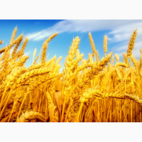Семена пшеницы трансгенный сорт Канадская элита