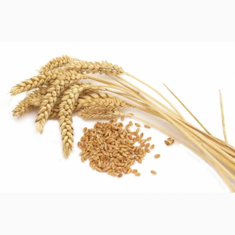 Фото 5. Семена пшеницы трансгенный сорт Канадская элита