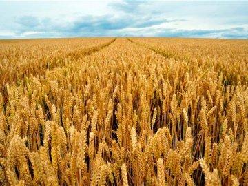 Фото 6. Семена пшеницы трансгенный сорт Канадская элита