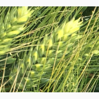 Семена озимой пшеницы сорт Диона ЭC agroastra