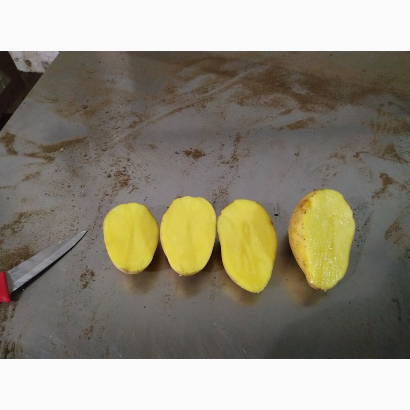 Фото 3. Семенной картофель Гала