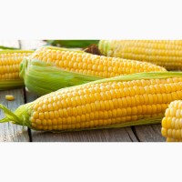 Продажа семян кукурузы