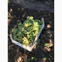 Виноград оптом белый(с косточками) из Молдавии напрямую от производителя