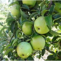 Продаем молдавские яблоки оптом от производителя на эспорт