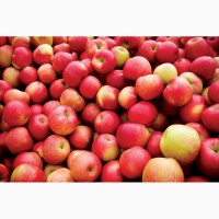 Продаем молдавские яблоки оптом от производителя на эспорт