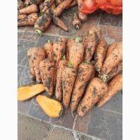 Продаем морковь оптом в Ростовской области