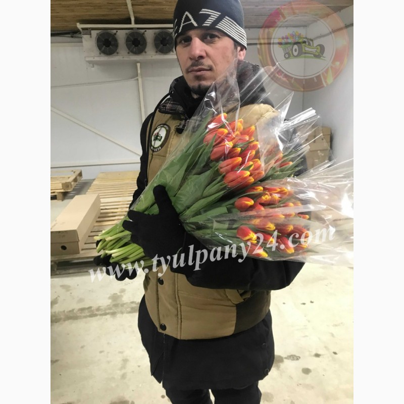Фото 10. Тюльпаны оптом Новосибирск (45-70см) и мимоза к 8 марта 2022г