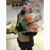 Тюльпаны оптом Новосибирск (45-70см) и мимоза к 8 марта 2022г