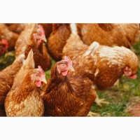 Бройлерные цыплята и куры на мясо живым весом. Оптом