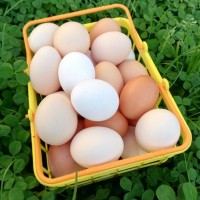 Куриные яйца оптом от производителя
