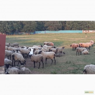 Продам романовских овец