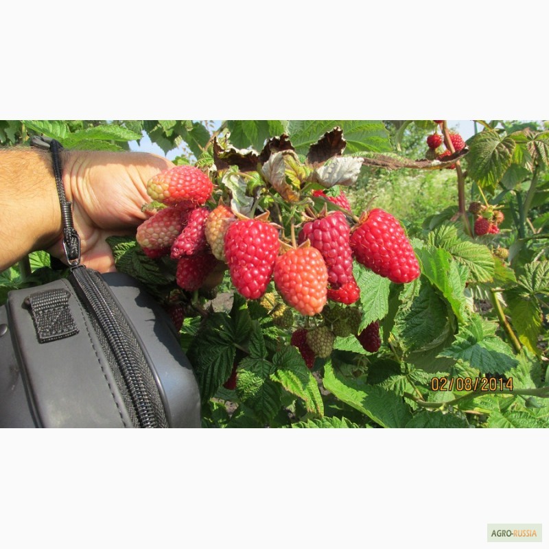Фото 6. Бизнес на свежей ягоде