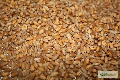 Пшеница фуражная оптом