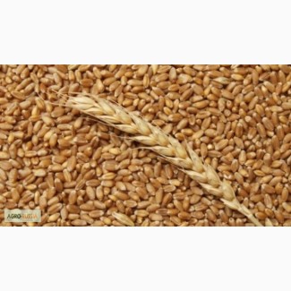 Продаём Пшеница фуражная 2000т