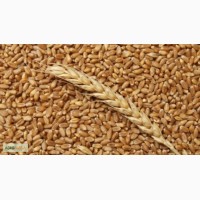 Продаём Пшеница фуражная 2000т