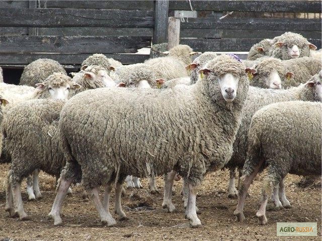 Фото 3. Бараны, овцы, ягнята(Куйбышевской породы