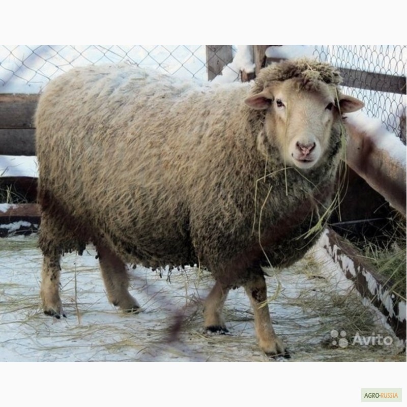 Фото 4. Бараны, овцы, ягнята(Куйбышевской породы