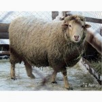 Бараны, овцы, ягнята(Куйбышевской породы
